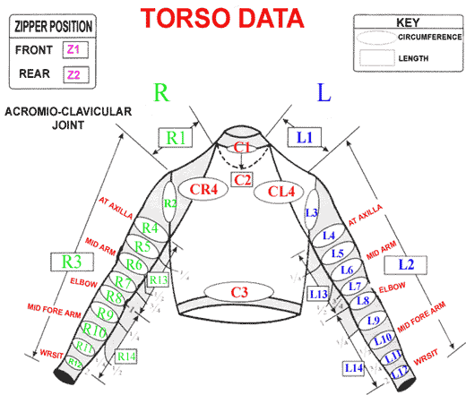 Diagram Torso Data