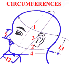 diagram head and neck