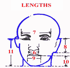 diagram head and neck